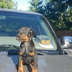 Meet your Posher, Charles